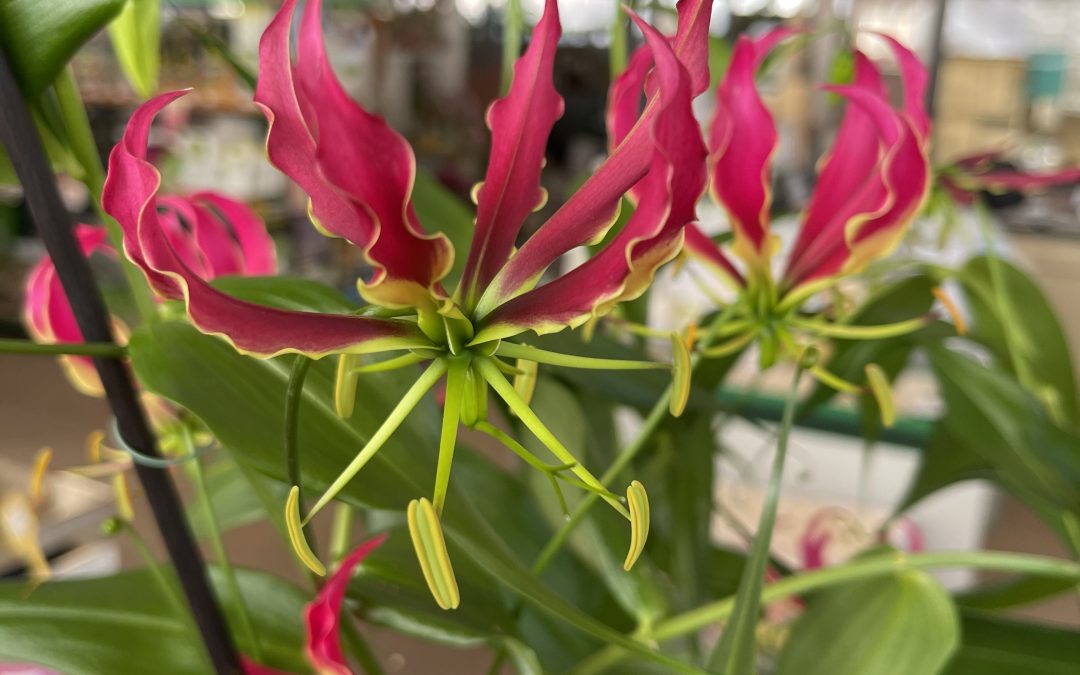 Piante ornamentali 01