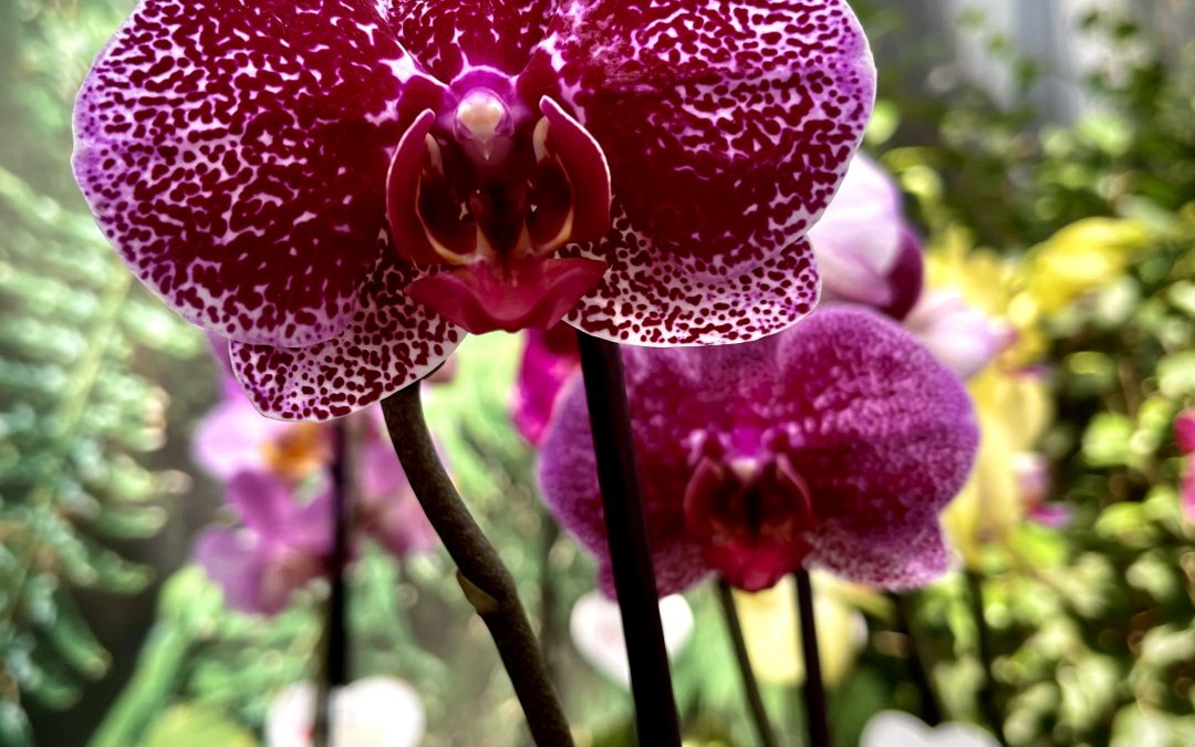Piante ornamentali 10
