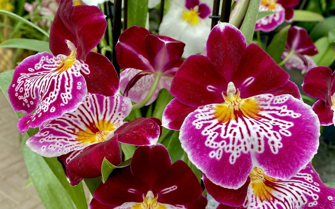 Piante ornamentali 02