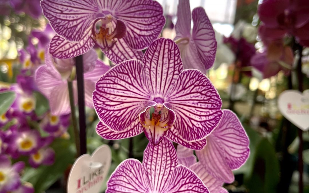 Piante ornamentali 03