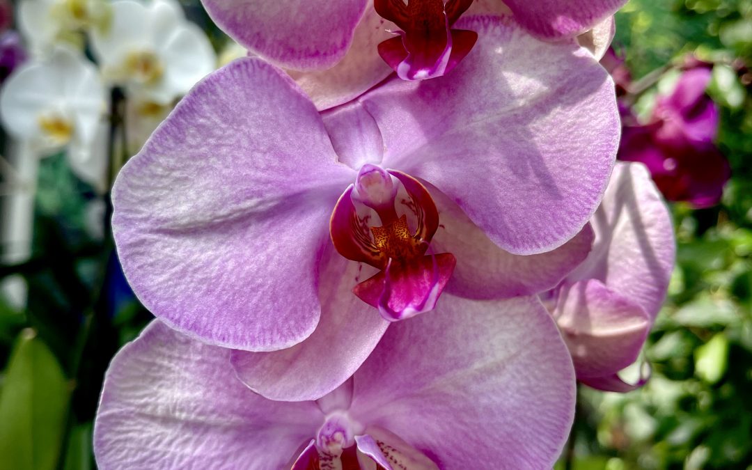 Piante ornamentali 04