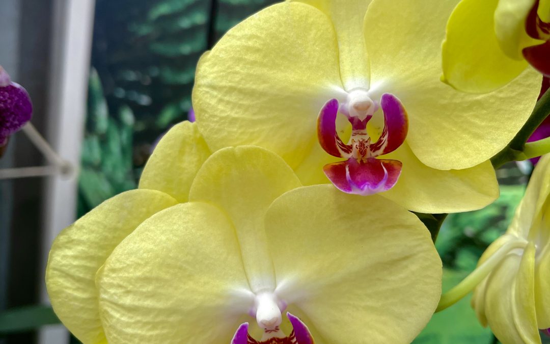 Piante ornamentali 05