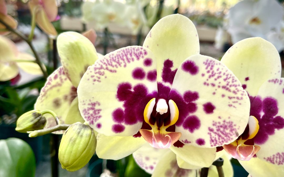 Piante ornamentali 06