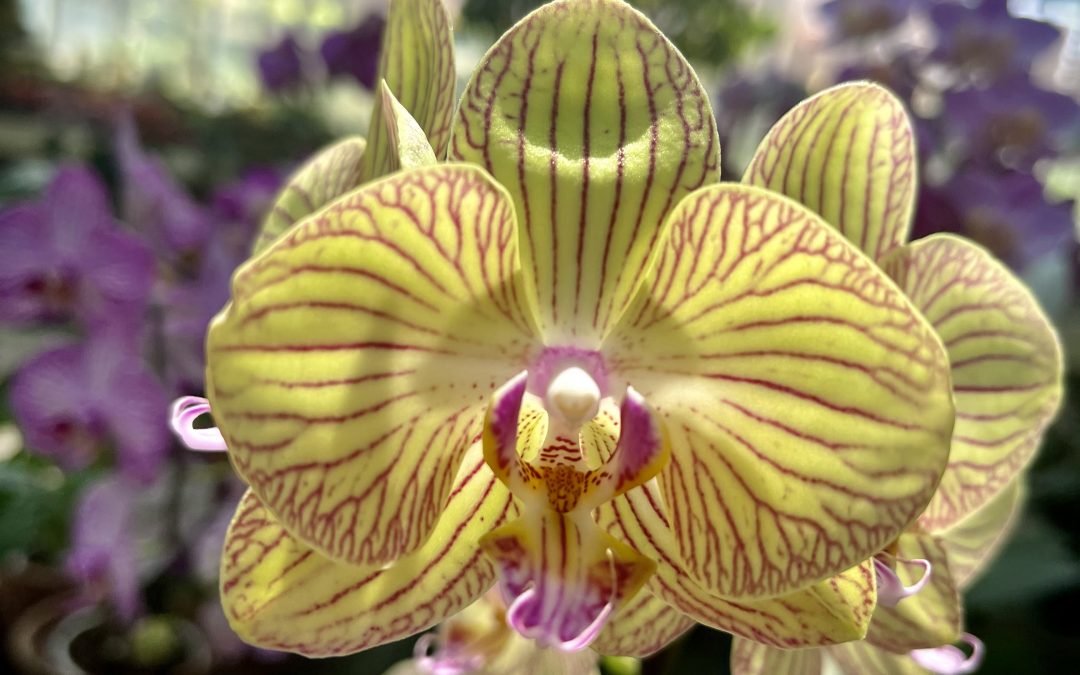 Piante ornamentali 07