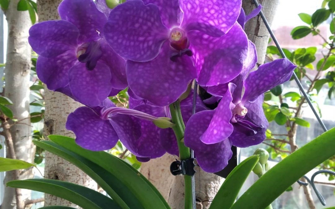 Piante ornamentali 08