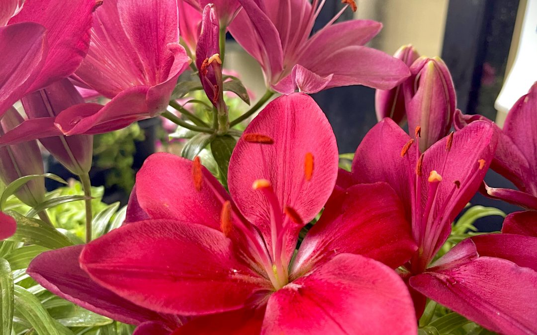 Bulbi, semi e ortaggi 01