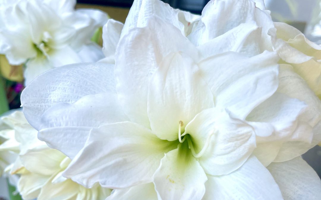 Bulbi, semi e ortaggi 02