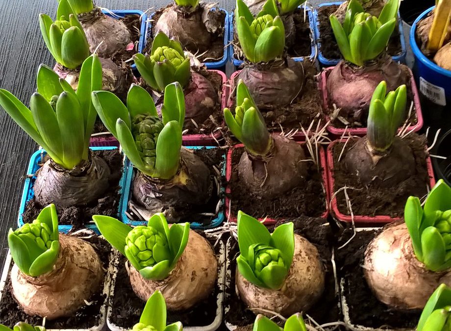 Bulbi, semi e ortaggi 03