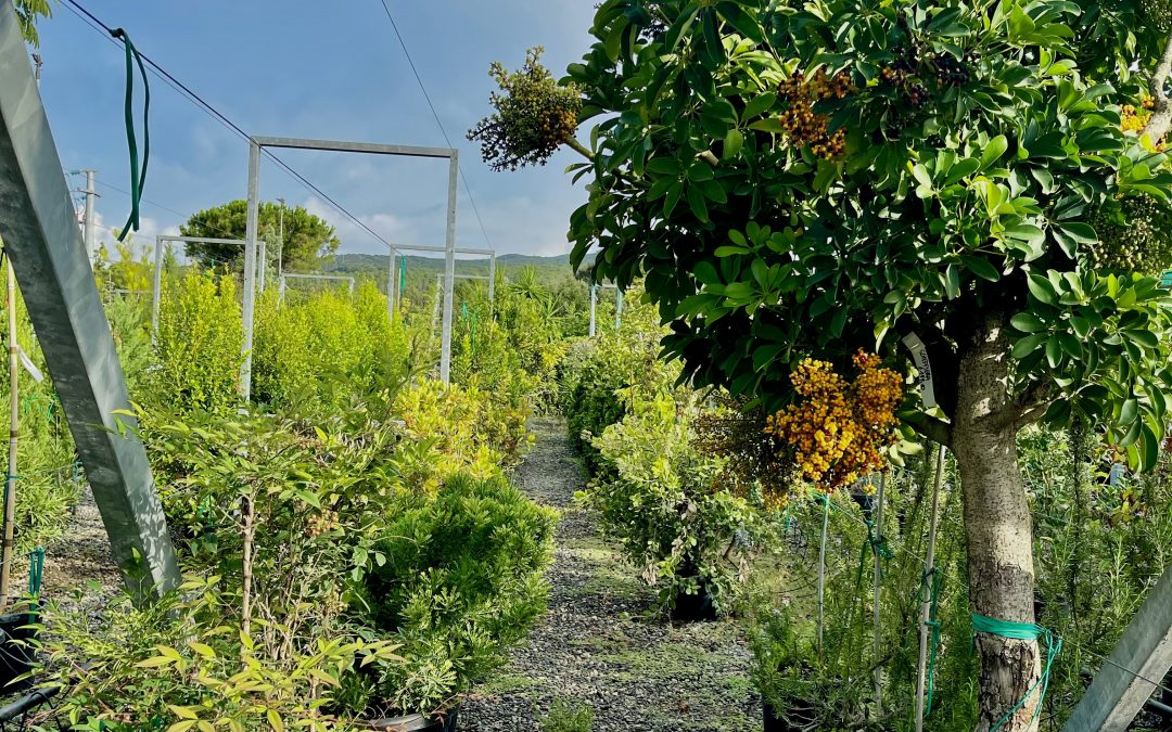 Vivaio Frutti Abeti 09